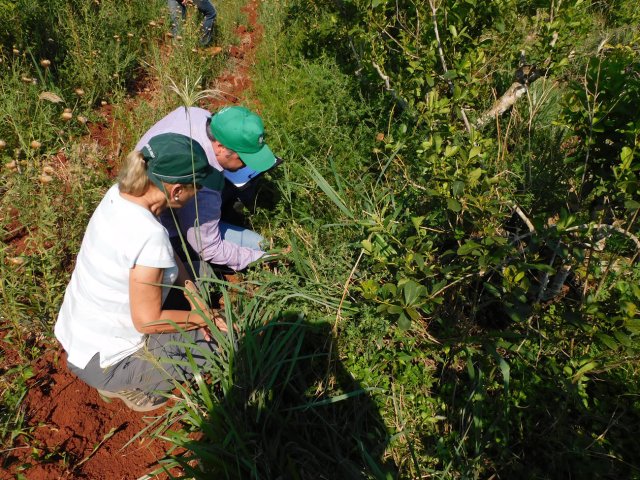 censos de malezas en yerba mate andresito